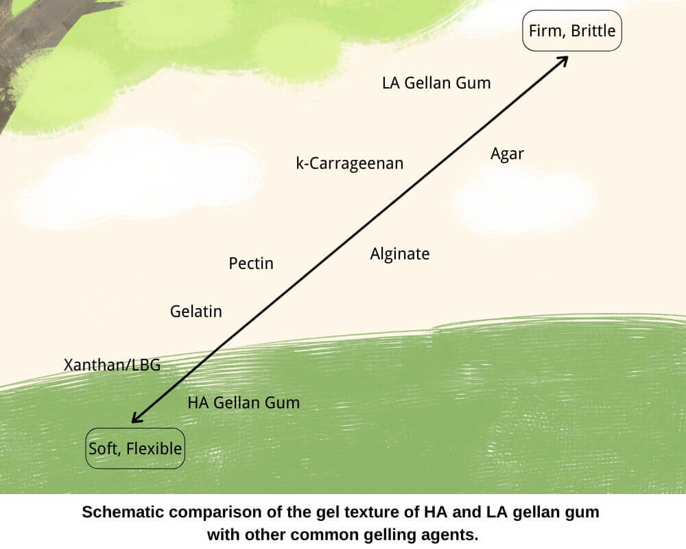 comparison of the gel texture of common gelling agents-Hydrocolloids Supplier Manufacturer in China