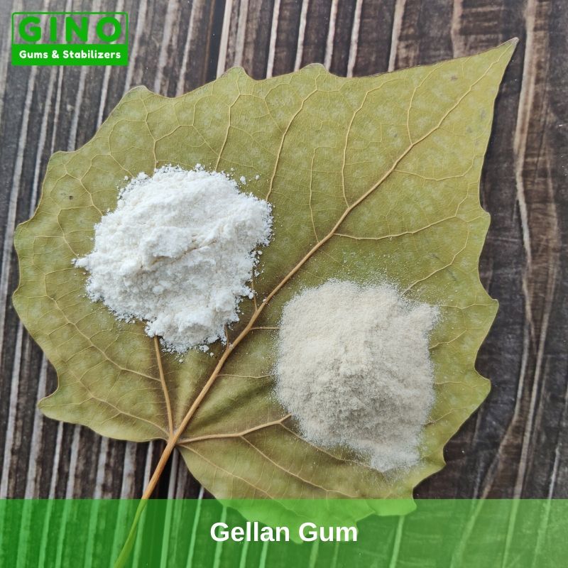 Gellan Gum 2020 Supplier Manufacturer in China(2) - Gino Gums Stabilizers