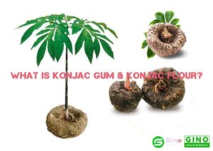 What is konjac gum & konjac flour (3)