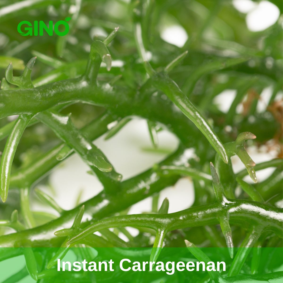 Instant Carrageenan supplier - Gino Gums (4)