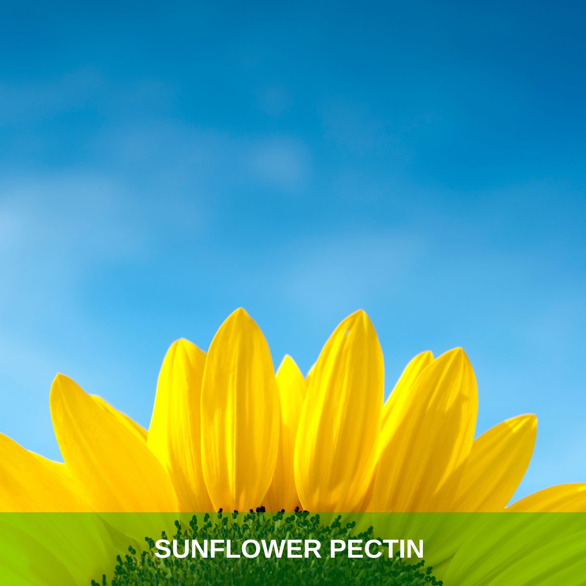 Sunflower Pectin Powder (3)