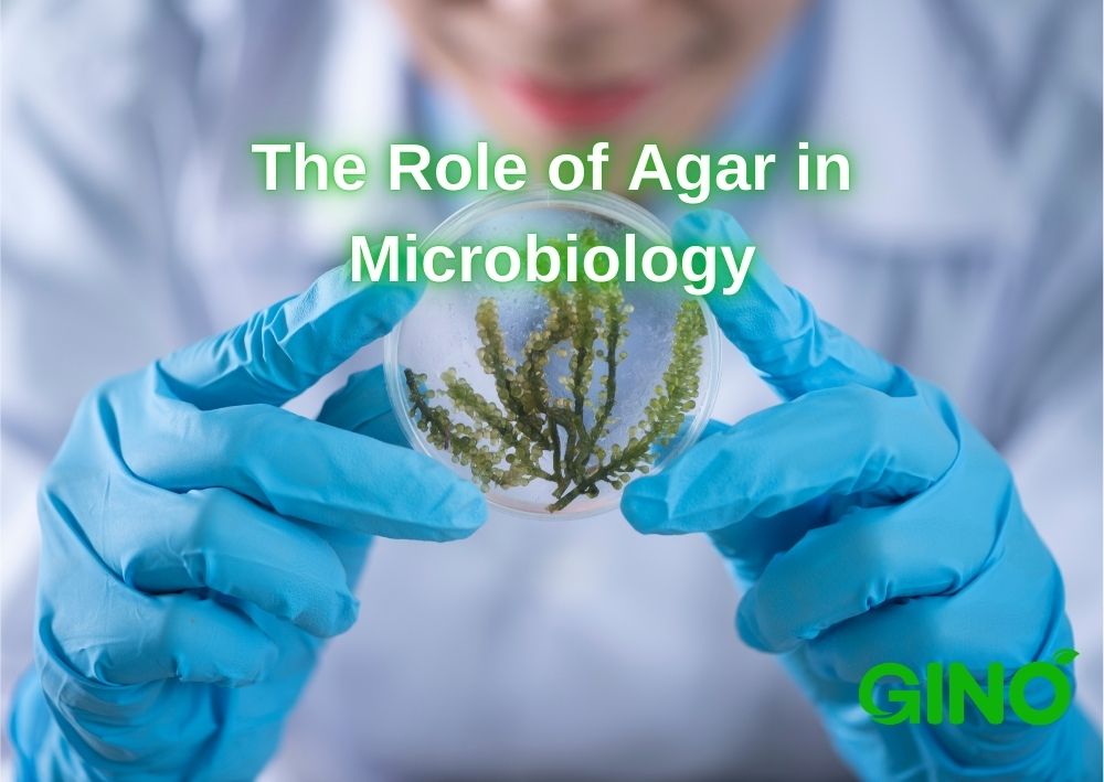 The Role of Agar in Microbiology