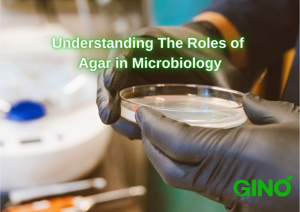 Understanding The Roles of Agar in Microbiology