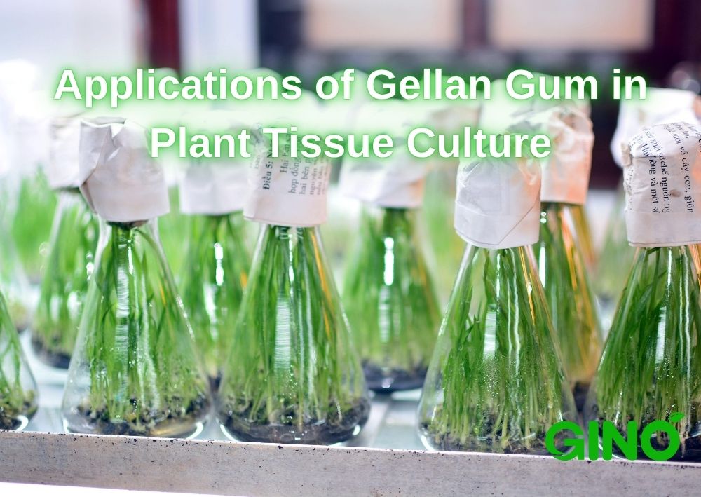 Applications of Gellan Gum in Plant Tissue Culture
