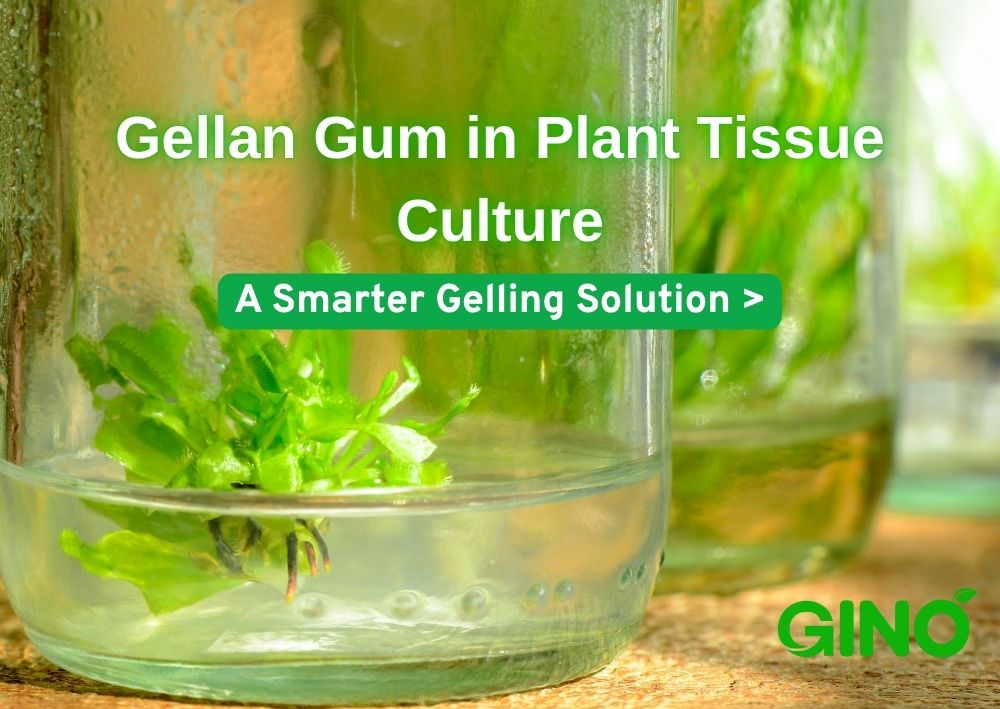 Gellan Gum in Plant Tissue Culture_ A Smarter Gelling Solution