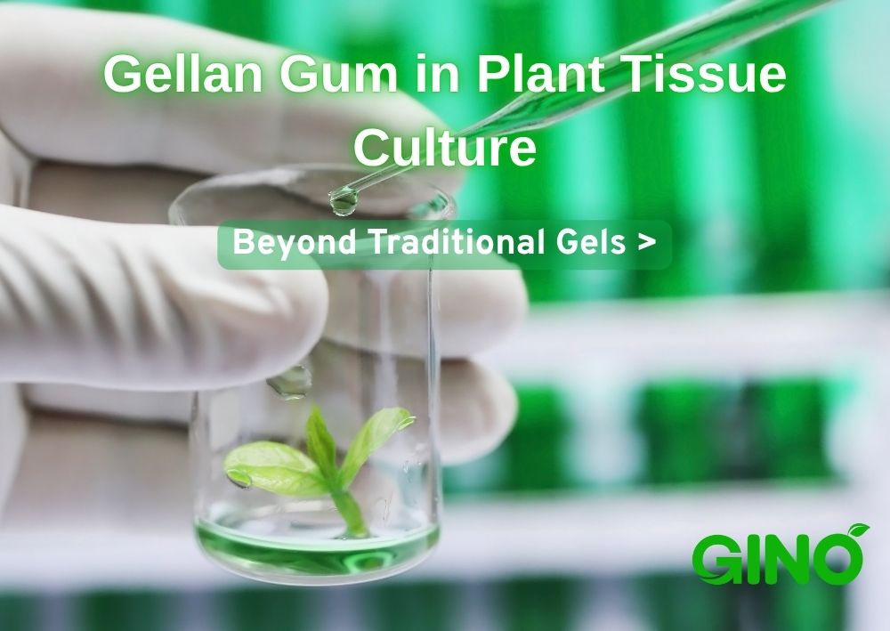 Gellan Gum in Plant Tissue Culture_ Beyond Traditional Gels