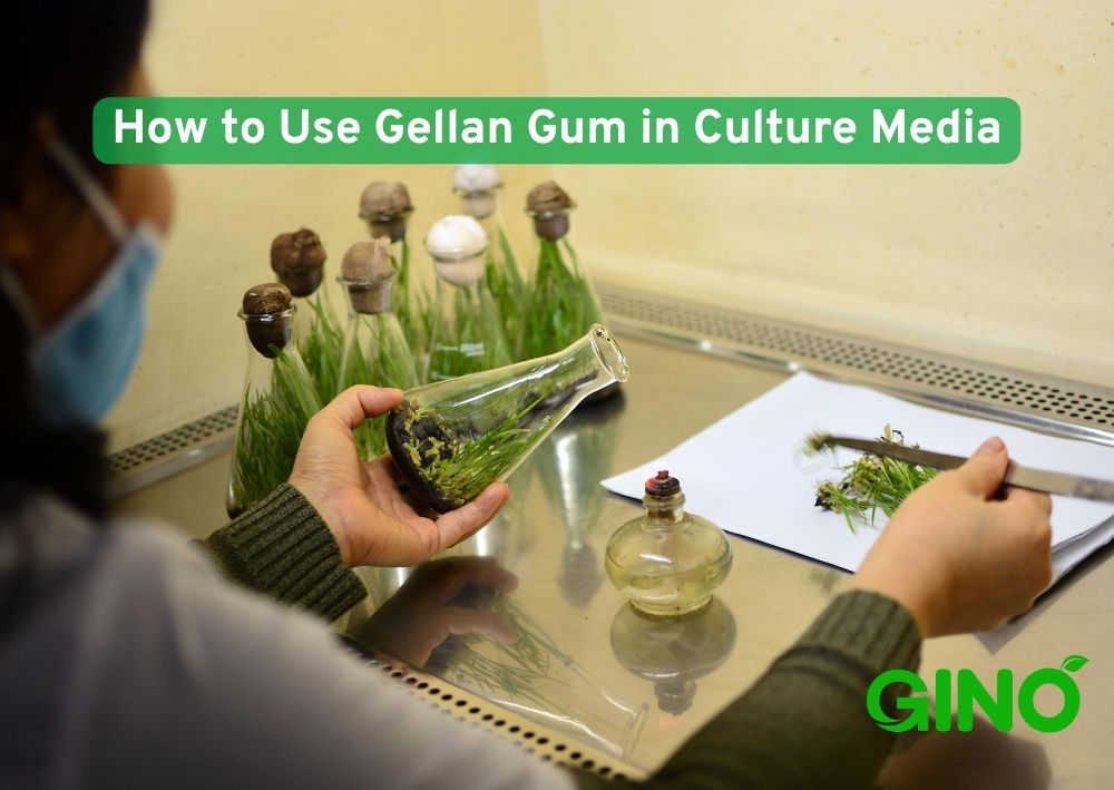 How to Use Gellan Gum in Culture Media