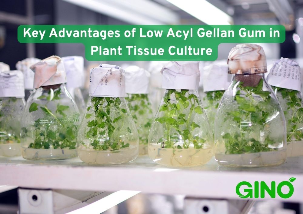 Key Advantages of Low Acyl Gellan Gum in Plant Tissue Culture