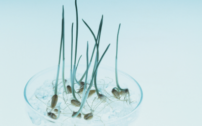 Home 25 Plant Tissue Culture media-Hydrocolloids Supplier Manufacturer in China